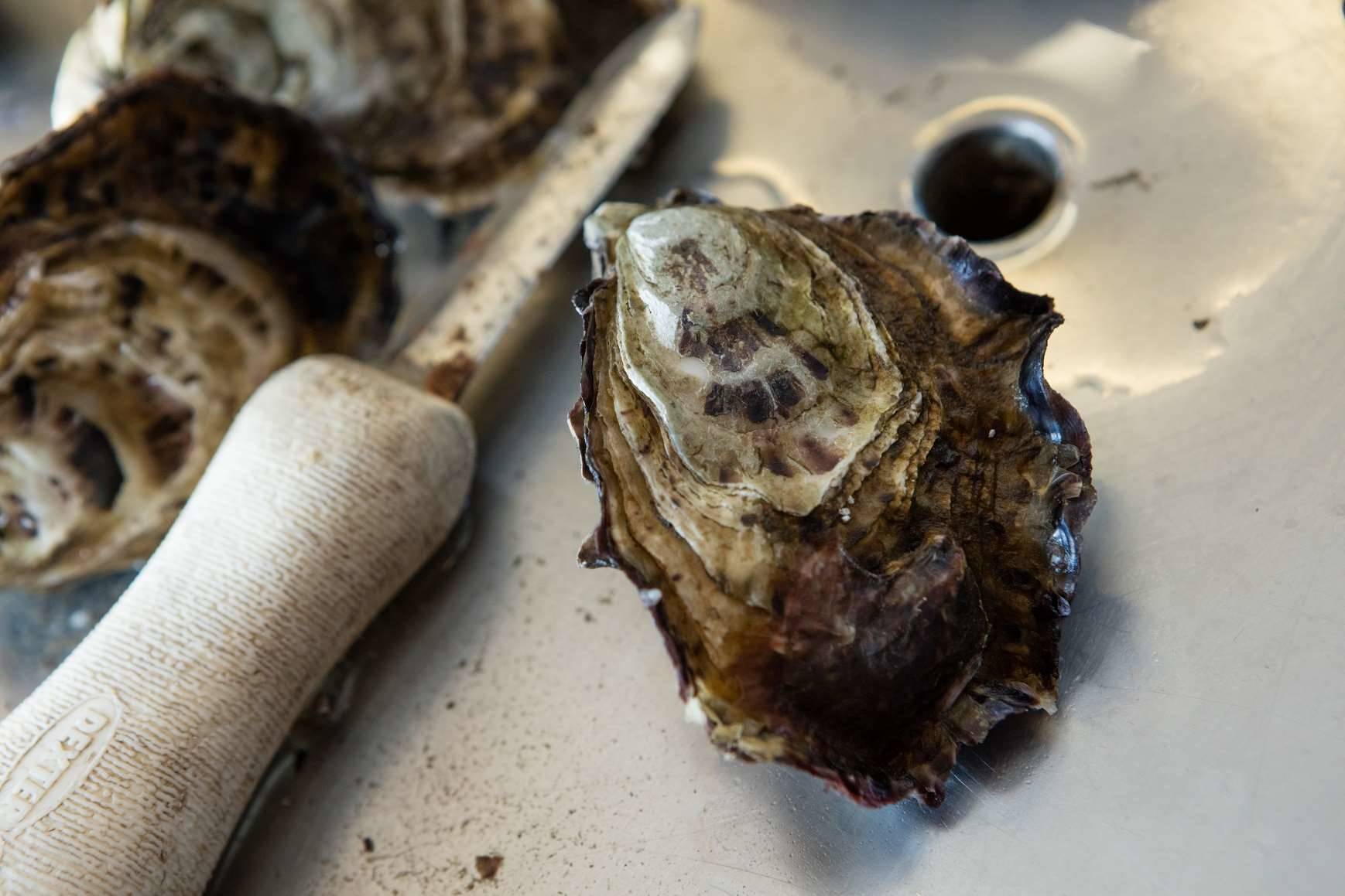 How IoT is helping Tasmania's oyster industry Features IoT Hub